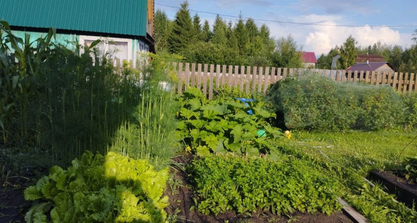 Сорняки в момент завянут: разведите 1 стакан на ведро и полейте вечером - утром не узнаете свой огород Сорняки в момент завянут: разведите 1 стакан на ведро и полейте вечером - утром не узнаете свой огород