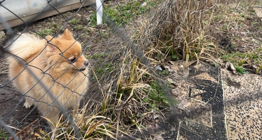 С 19 апреля будет полностью запрещено слушать музыку на даче: придётся сидеть в тишине — иначе штраф 4000 рублей