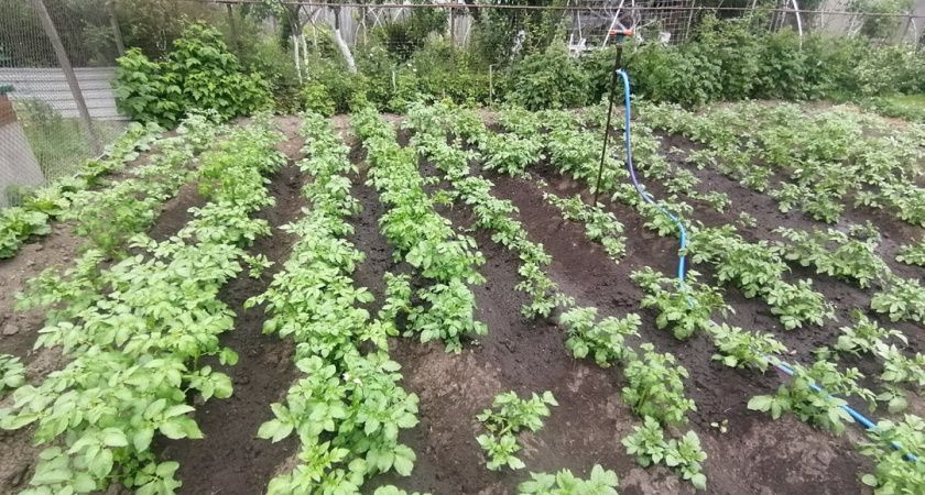 Этот способ защиты от проволочника должен знать каждый: достаточно 2 рядов между кустами, и клубни целы