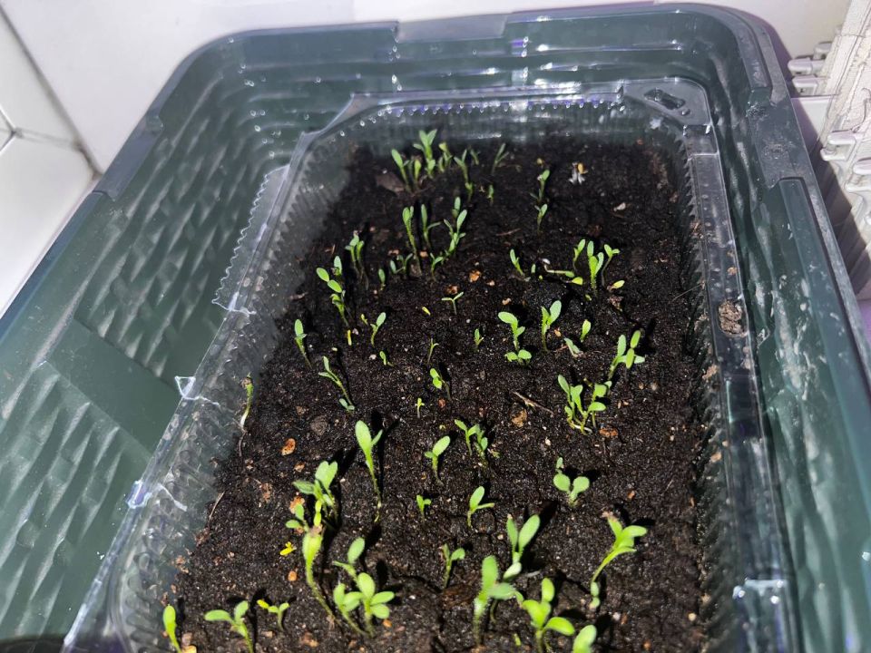  3  -     :       