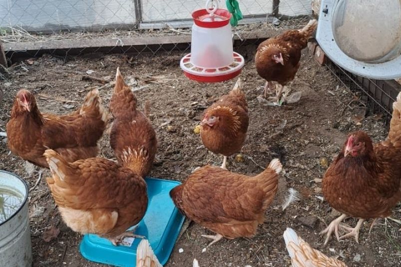 2 пригоршни в мешанку — и курицы несутся, не переставая: собираем корзину яиц каждый день