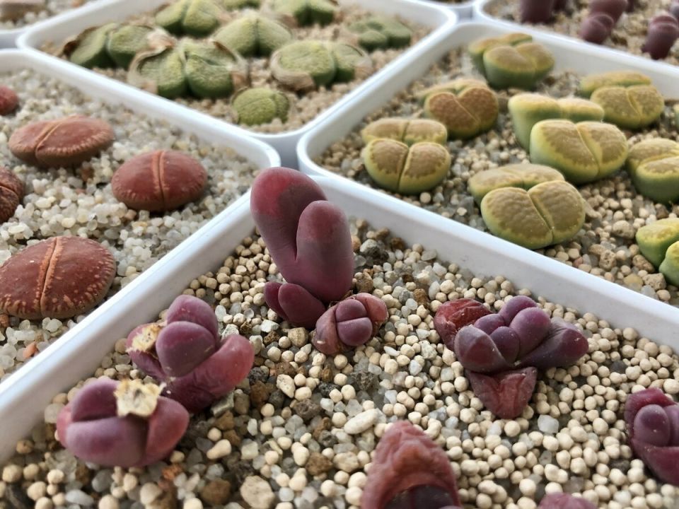 10 ,     : ,     