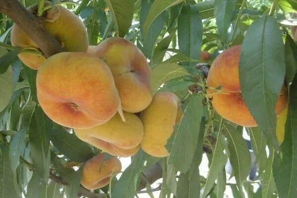 Персик Бельмондо: секреты успешного выращивания