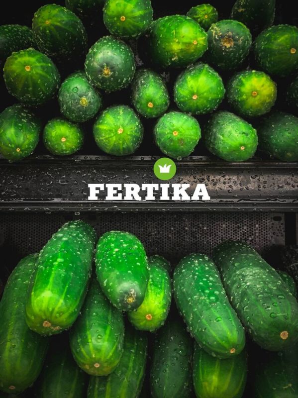 Пик сезона: когда собирать огурцы?