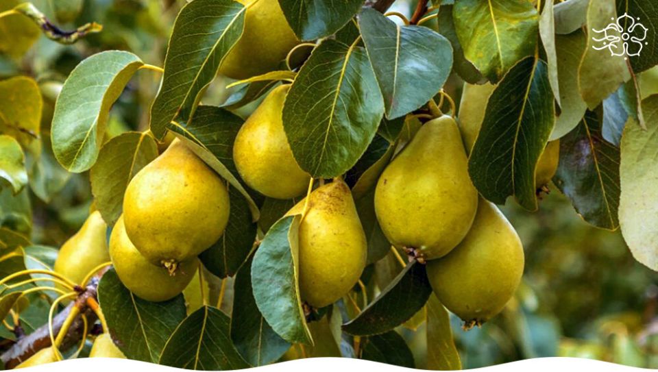 Секреты сладости и сочности популярных сортов груш