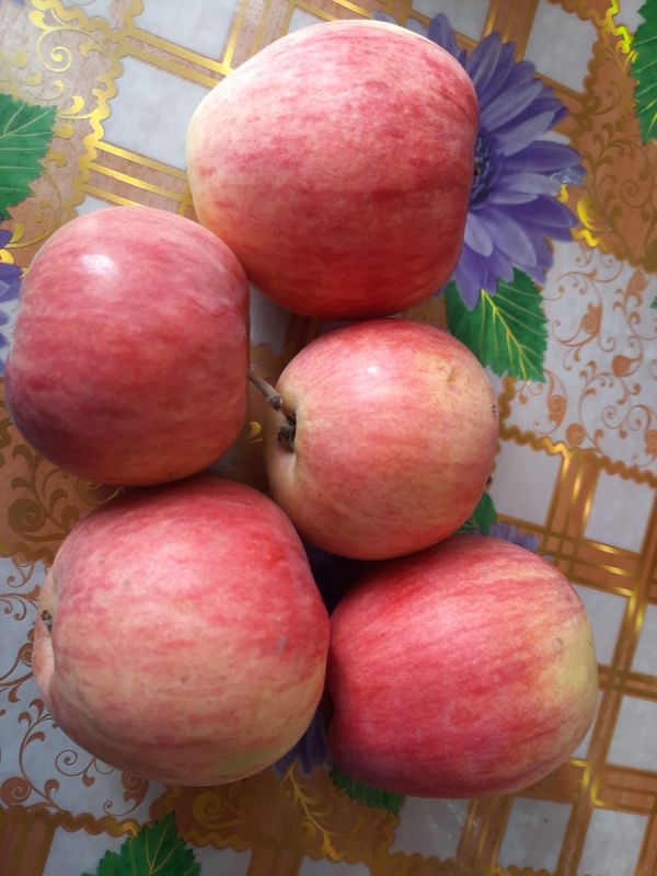 Необычные яблоки с одного дерева: пересорт или уникальная мутация?