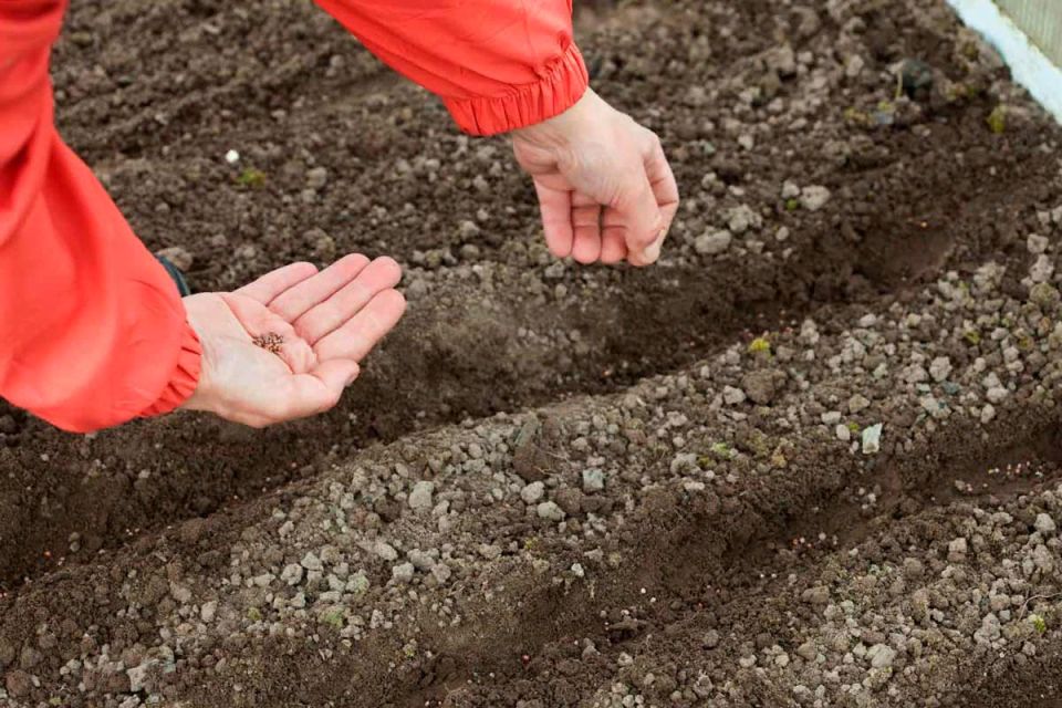 Когда солнце пригреет: какие культуры можно сеять сразу после снегопада