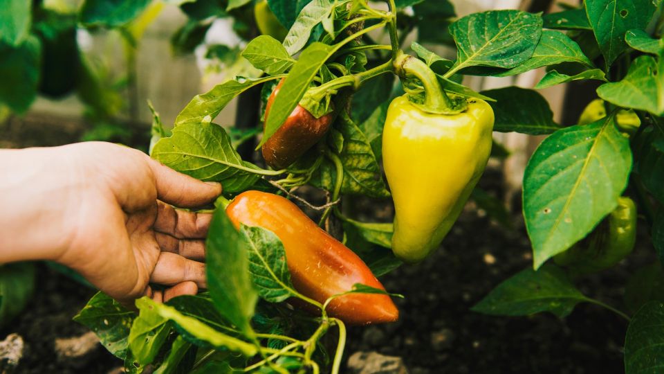 Слизни к перцам больше не подберутся: разбросайте по грядкам вот что