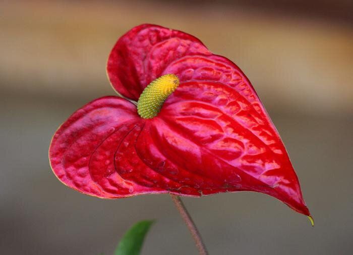 Секреты цветущего антуриума