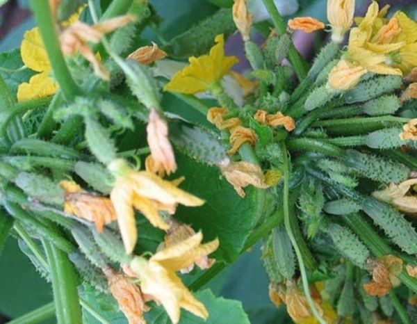 Когда плети огурцов покрыты завязями, но урожая нет: разгадываем загадку