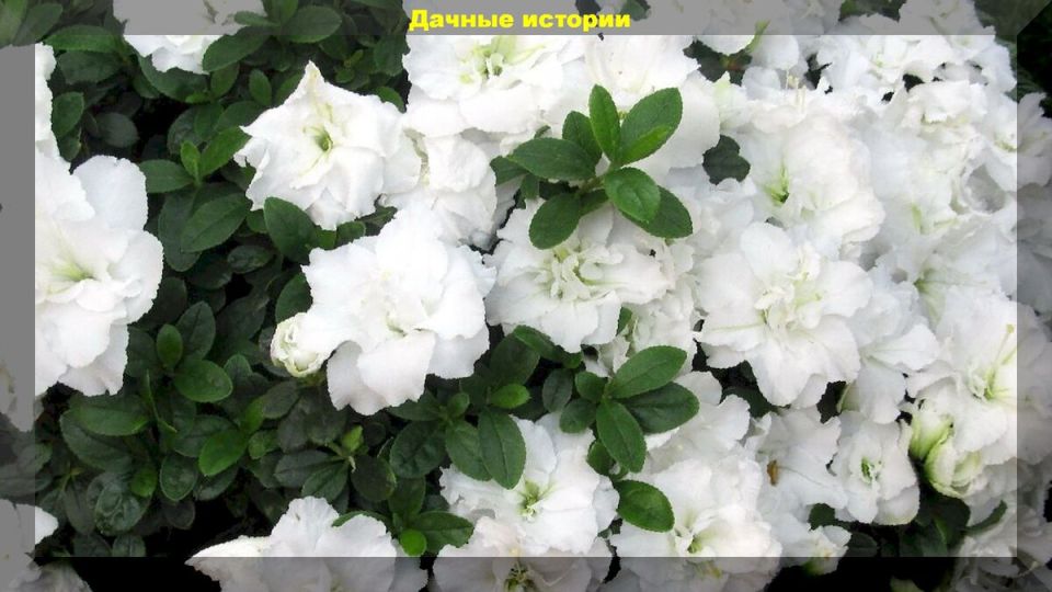 Как ухаживать за азалиями для продолжительного цветения