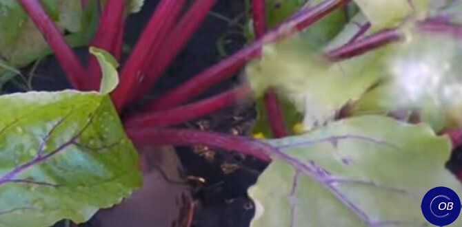 Советы для успешного садоводства