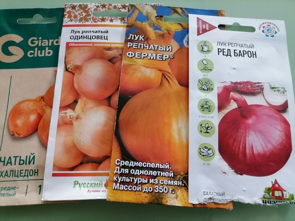 Лук из семян: как правильно посеять в грунт и что из этого вырастет