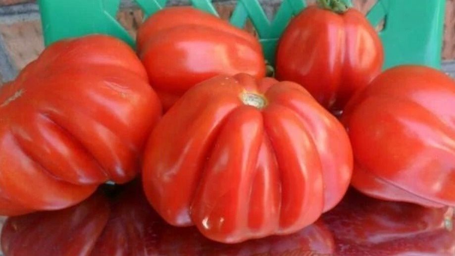 Как правильно вырастить мясистые томаты: опыт и рекомендации огородников