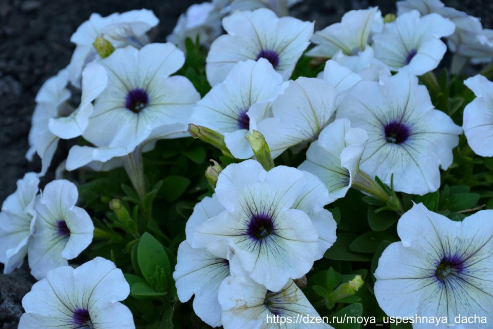 Оптимальные подкормки петуний в августе для яркого цветения