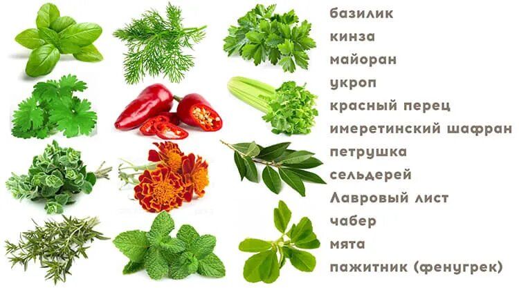 Хмели сунели: грузинская пряность, способная совершить кулинарную революцию