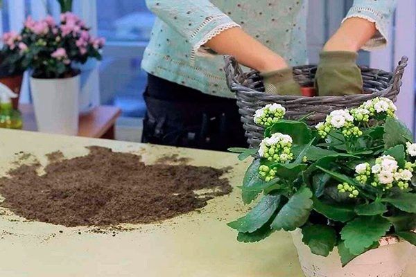 Пересадка каланхоэ: советы для здорового роста и яркого цветения