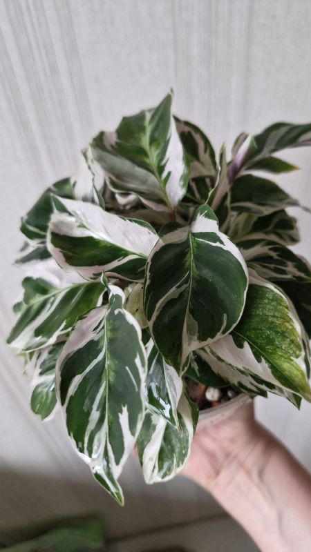 Калатея Вайт Фьюжн: секреты ухода за тропическим чудом