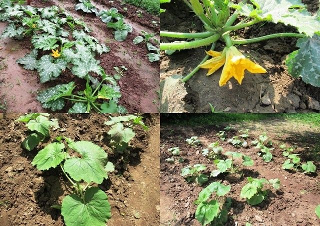 Секреты ухода за кабачками и тыквами: хитрости для пышного урожая в июне