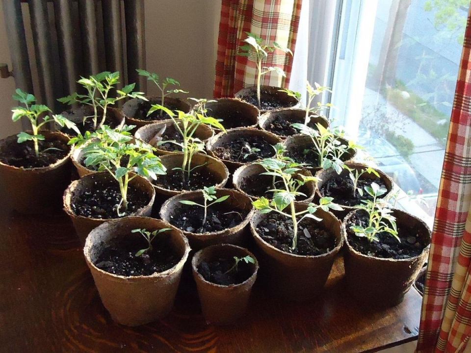 ��� ������� ��������� ��������� ��� �������: �������� ������ �����