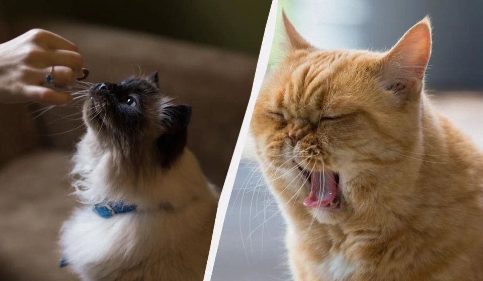 ����� ������ ��������� ���� � ������: ����������� ����� ��� ���������� ������