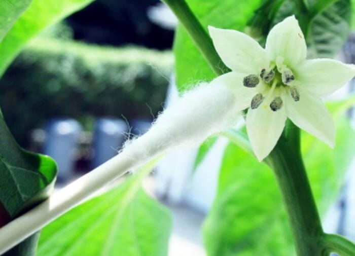 ������ ������ �������� � ���� � ��������� �����������?