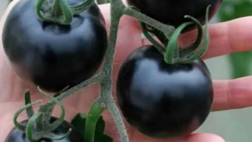 Где черные томаты показывают свое истинное лицо: пять победителей среди разочарований