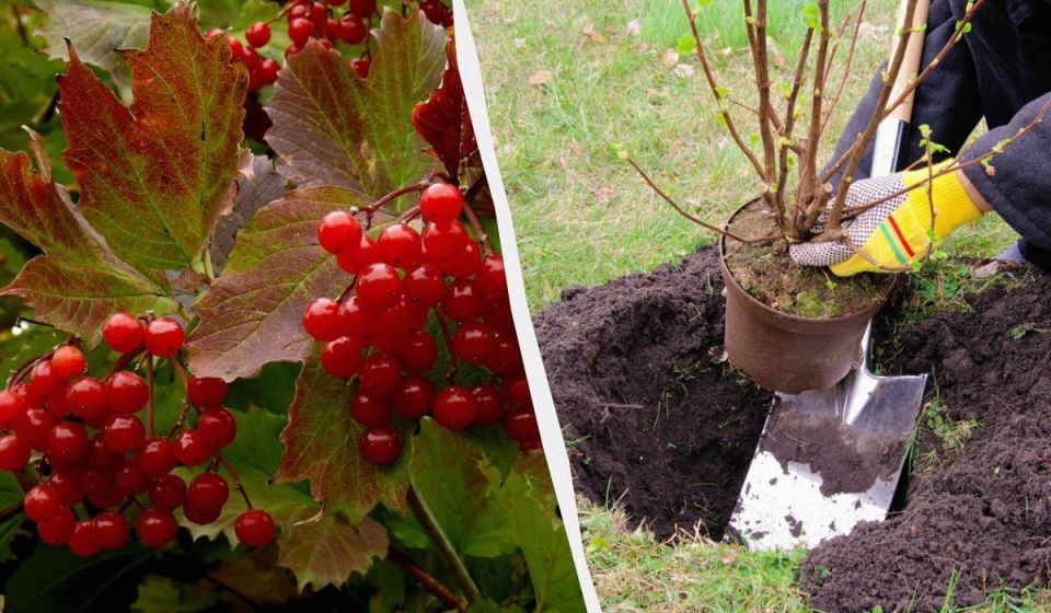 ��� ������, ������� ����� �������� � ������ ��� ���������������� ������