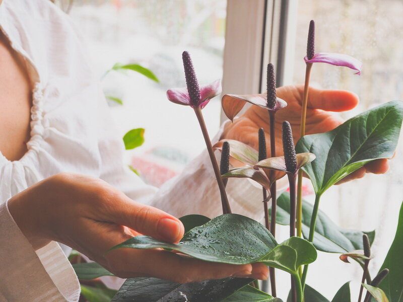 Почему антуриум не цветет: разгадываем секреты «мужского счастья»