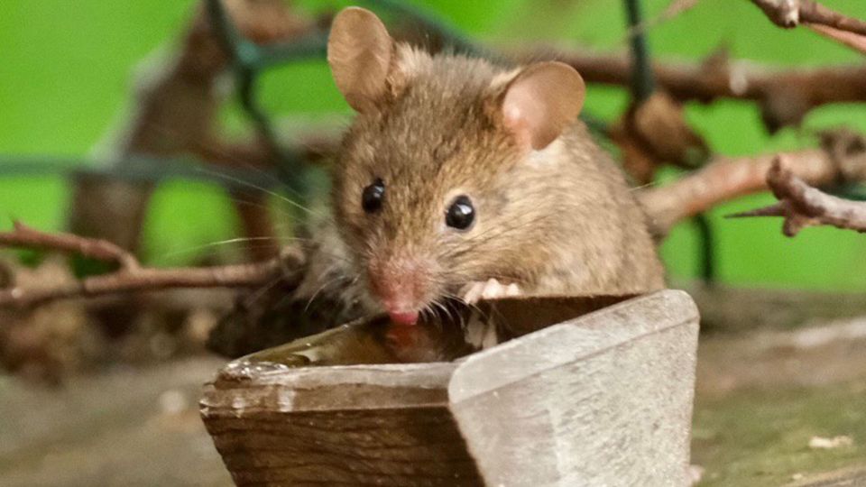 ���� � ������� � ������ �� ���� �� �����������: ������� ������������ �������