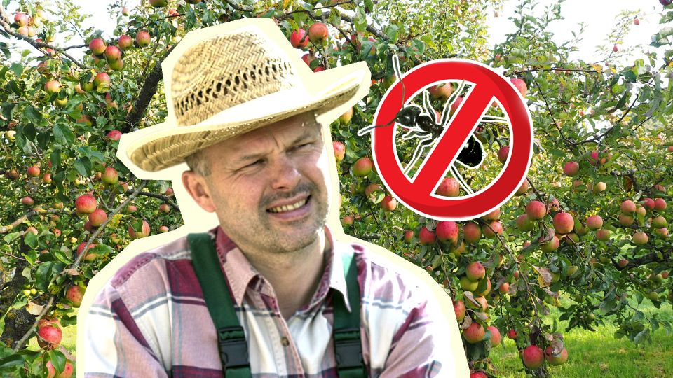 ������� �� �������� ������ ������ ���: ������ �������� �������� �� �������