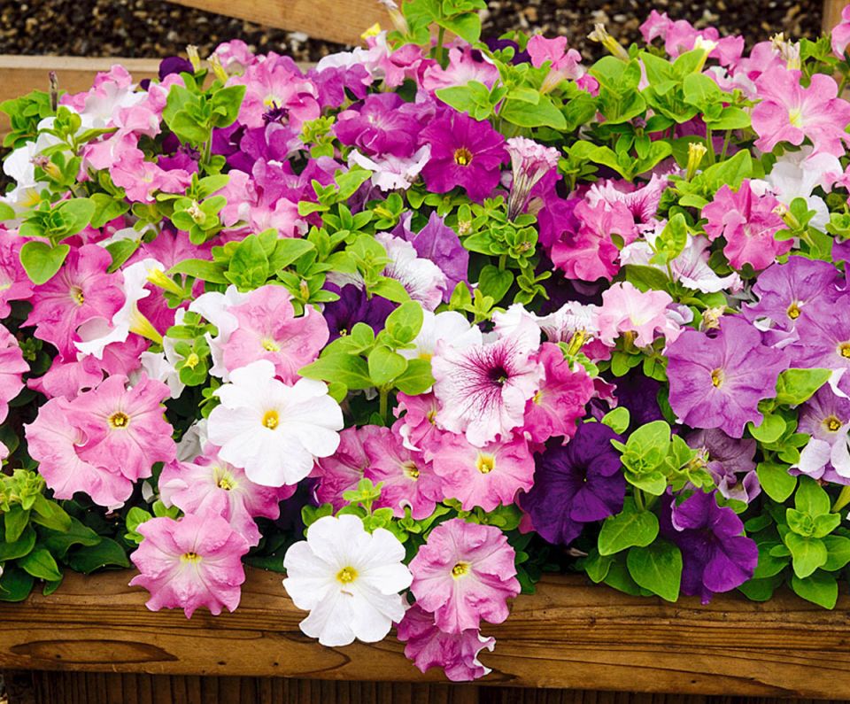 Петунии в январе: Как вырастить красавицу для весеннего цветения