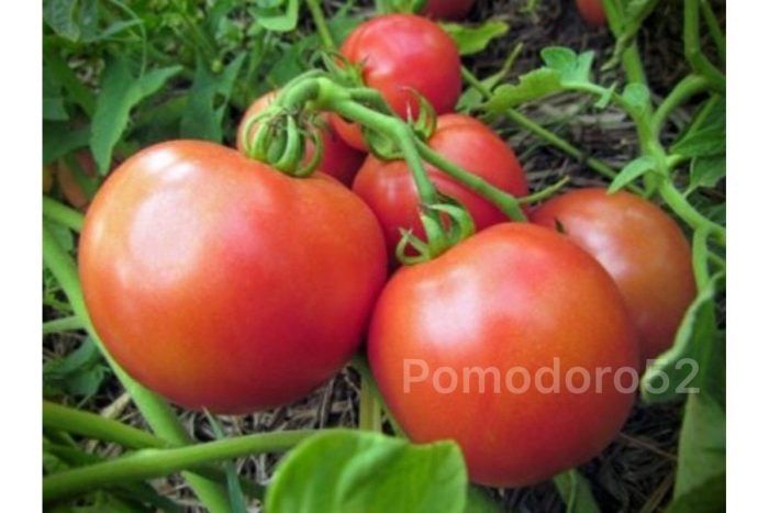 ���� ������� ���� ���: ����� ������� �����������