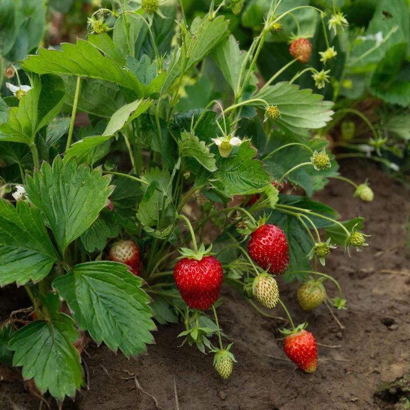 ������������� ������ ��������: ��� ��������� ����� ��� �����