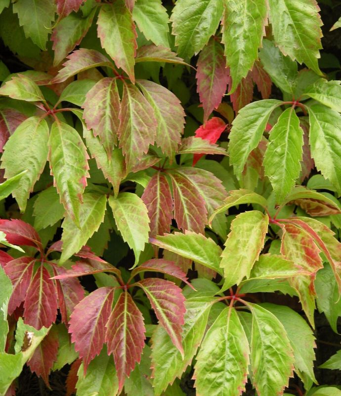 ������� ��������: ��� ������� ���� ��� ��������� ��������