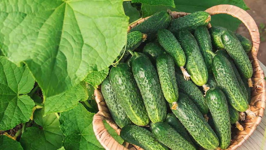 ���� ������, ������� ��������� ������ �������: ����� ������������� ����������