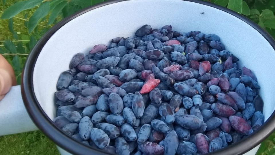 ��� ��������� �������� ��������� ���������������� ������ ���������