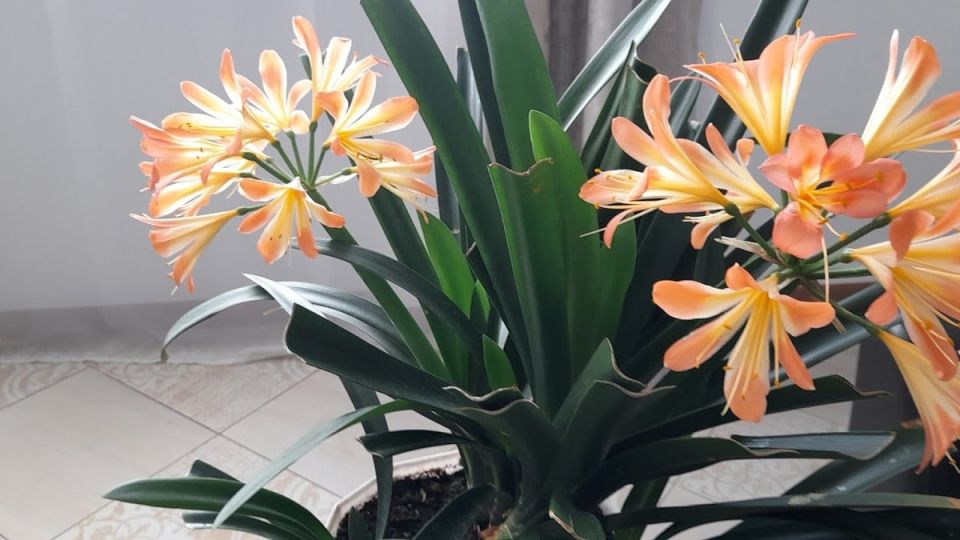 ������ �����: ��� ������ �������� ��������� �������� ������