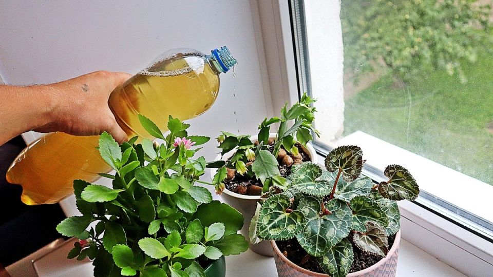 Проверенные секреты подкормок для домашних растений из обычных продуктов