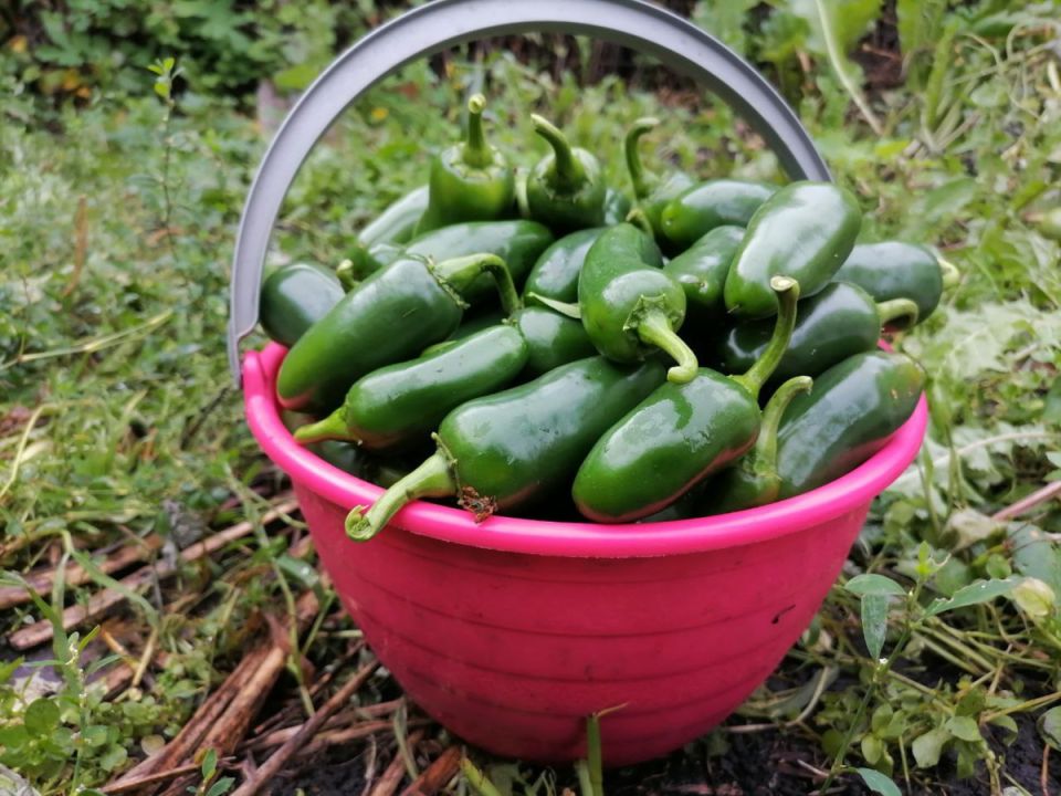 ��� ��������� � ���������� ���������: �������, ������ � ������� ������