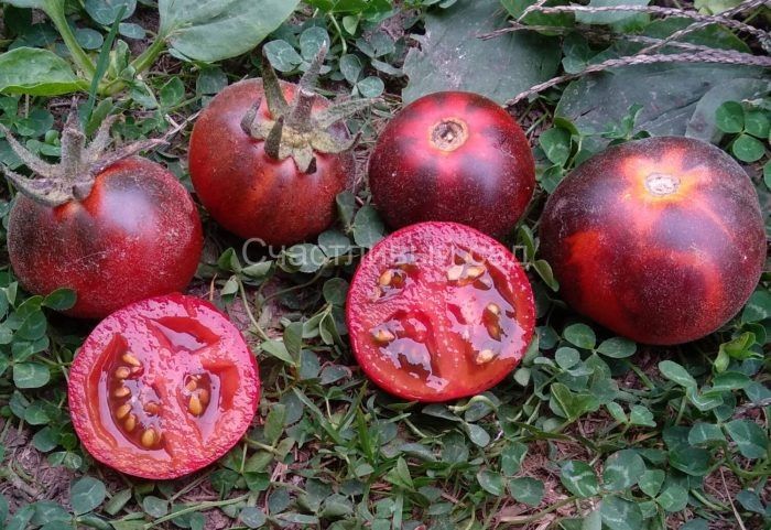 Томат пушистая голубая сойка: как вырастить необычные плоды с бархатистой кожицей