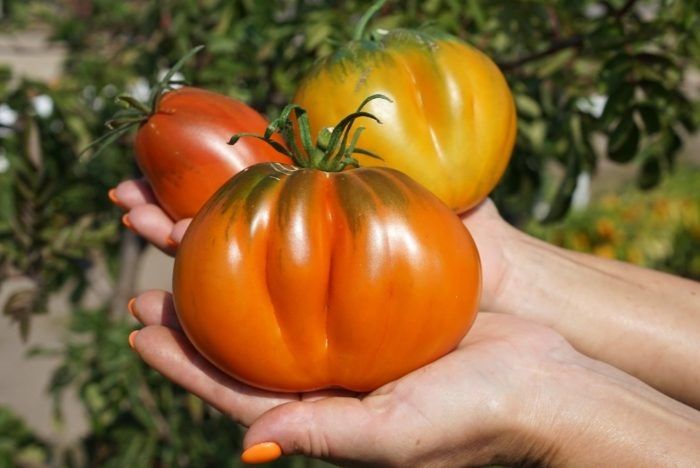 �������� ������� ����: ������ ����� � �������� ������� � ����������� ������