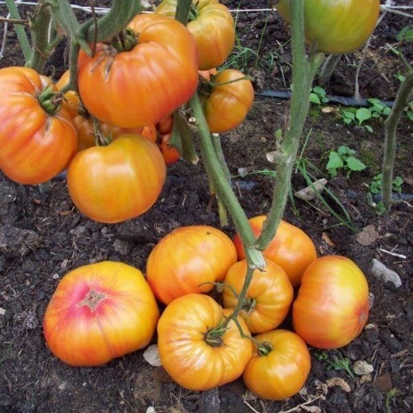 ������������ �������: ��� ������� �����-��������� ������ �������� ������