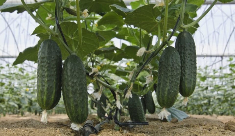 Урожай огурцов: как грамотно подкармливать лунку и во время цветения
