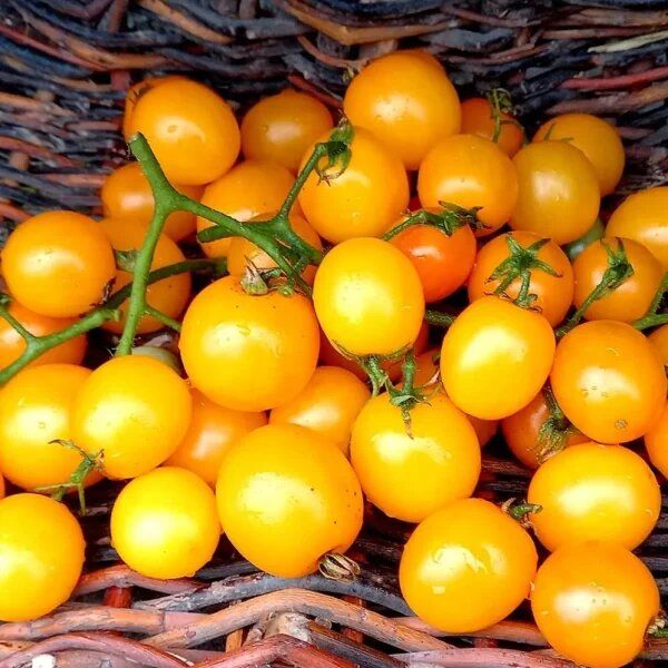 ������ ���: ��������� ����� � ��������� ����������� �������������� �������