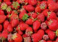Зимняя защита клубники: как сохранить урожай под морозами