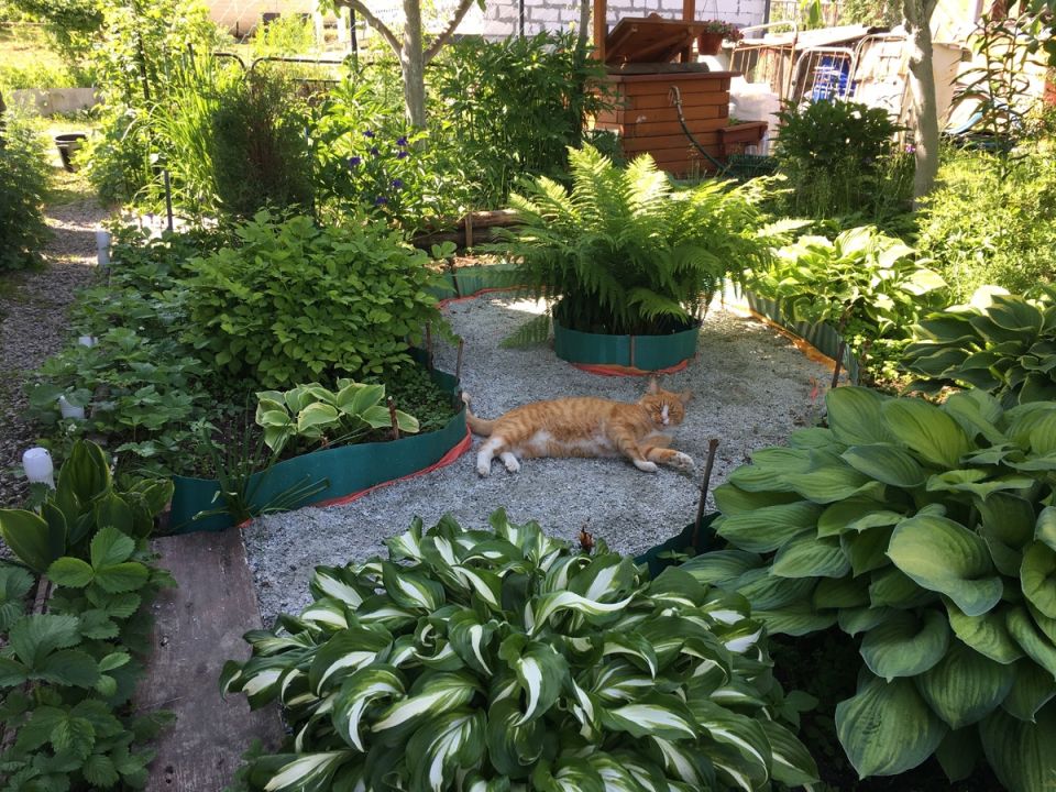 Как обустроить теневой мини-сад: новые идеи и советы