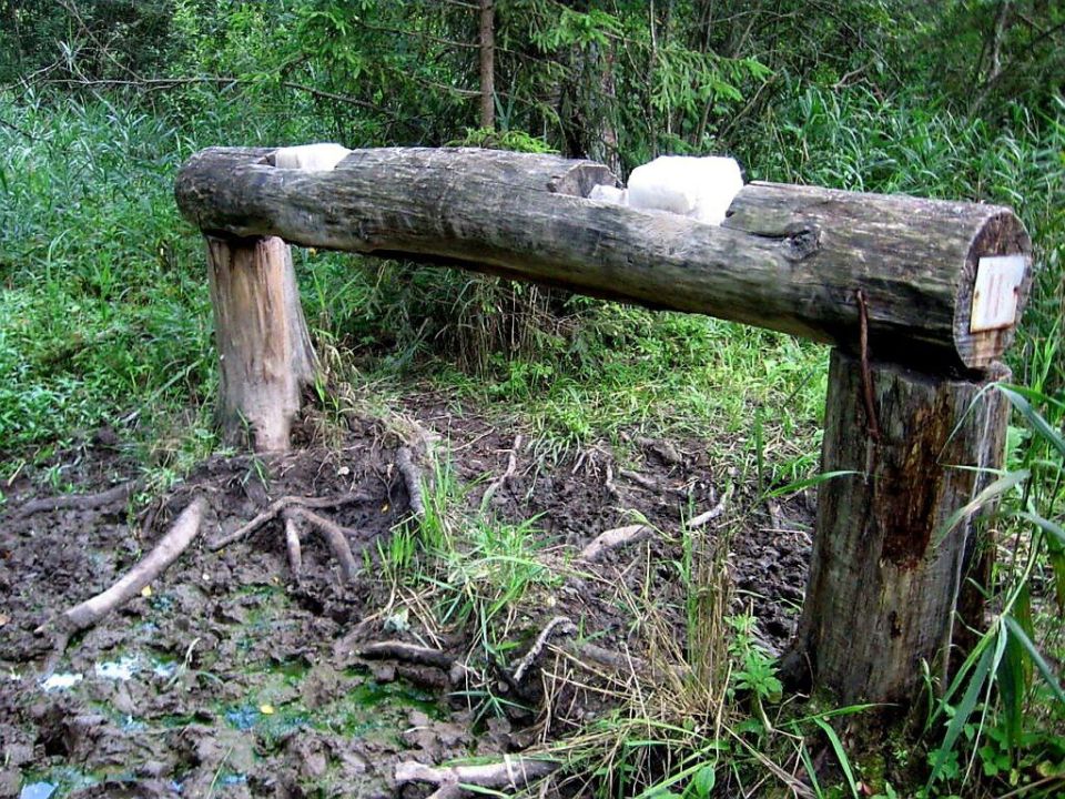 В лесах Сунженского района пополнили запасы кормушек для диких животных