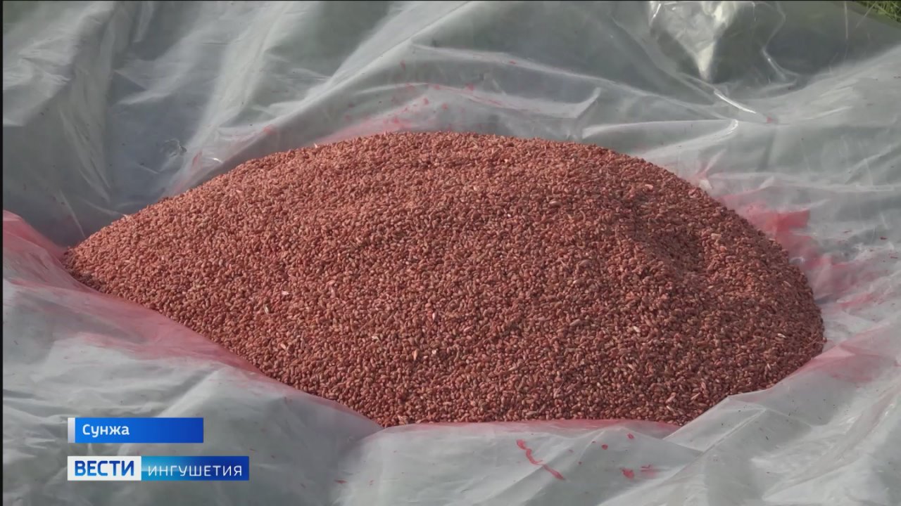 Специалисты Россельхозцентра Ингушетии проводят испытания десяти новых сортов пшеницы и ячменя