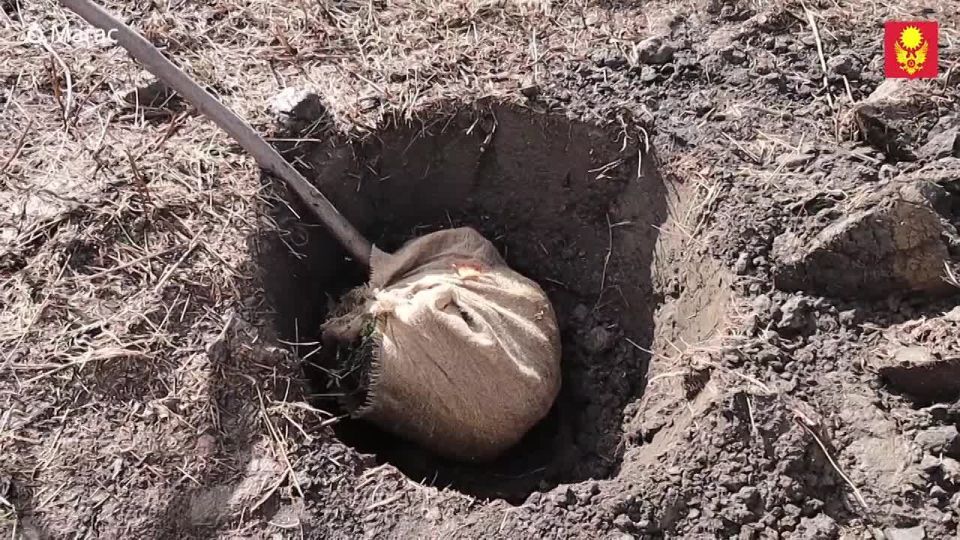 «Зеленхоз» приступил к осенней посадке деревьев